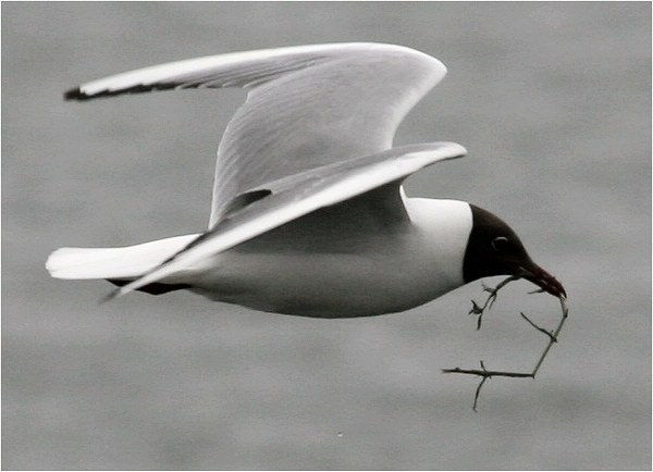 &copy G.C.Slawson, 2007